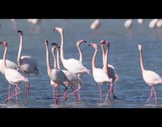 Descubre el turismo de avistamiento de aves en los humedales de Toledo